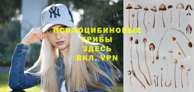 hydra ONION  Нефтегорск  Псилоцибиновые грибы Psilocybine cubensis 